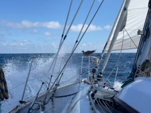 About Us Bluebonnet, a Rustler 36 sailing yacht crossing the Pacific Ocean with a gannet resting on the bow pulpit